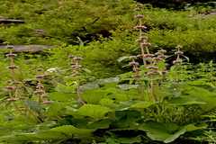 Phlomis spectabilis